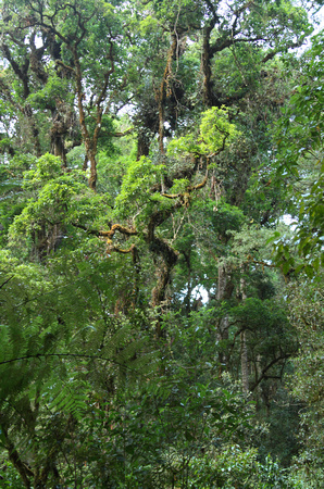 Oak forest, Savegre, San Geraldo de Dota