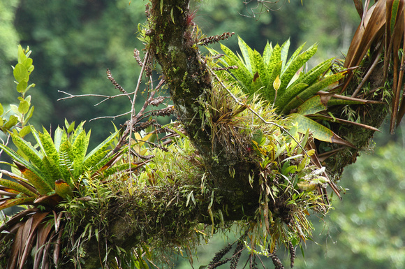 Bromeliad and epiphyte garden on tree limb, Mirador de Quetzales