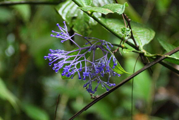 Blue flowering shrub (Faramea sp?), Braulio Carrillo NP rainforest