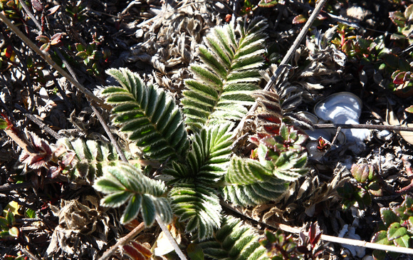 Low-growing Potentilla-like plant, Cerro de la Muerte