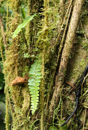 Epiphytic community, Braulio Carrillo NP rainforest