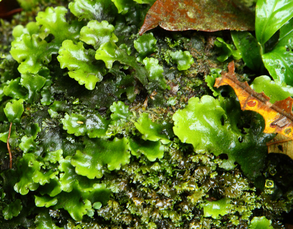 Mosses and liverworts, Braulio Carrillo NP