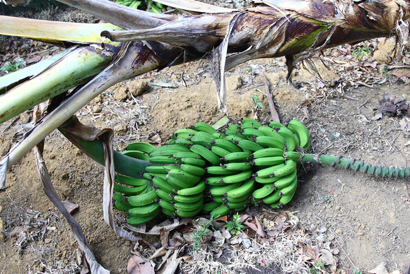 Fallen Banana bunch, Hotel Bougainvillea