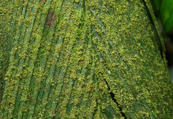 Moss on leaf, Braulio Carrillo NP
