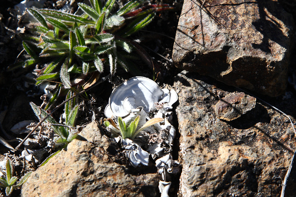 Lichens and tundra-like plants, Cerro de la Muerte
