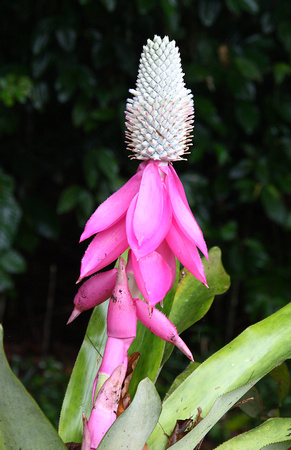 Queen Aechmea (Aechmea mariae-reginae), La Selva Reserve