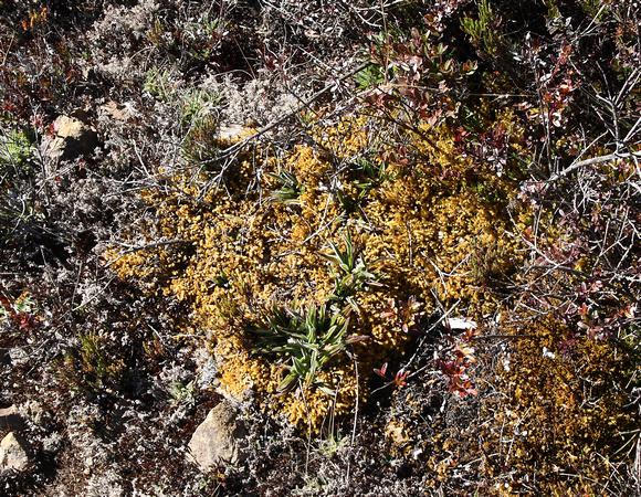 Mosses and lichens, Cerro de la Muerte