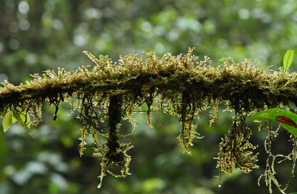 Mossy/ferny epiphytes on branch in rainforest, Braulio Carrillo NP