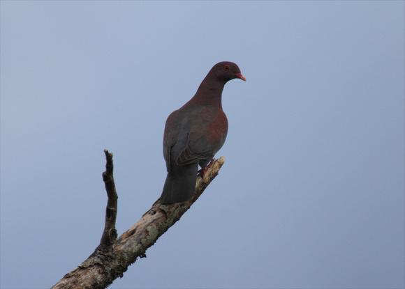 Red-billed Pigeon, Arenal Volcano NP