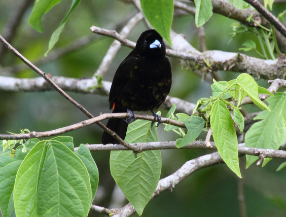 Passerini's Tanager, male, Arenal Volcano NP