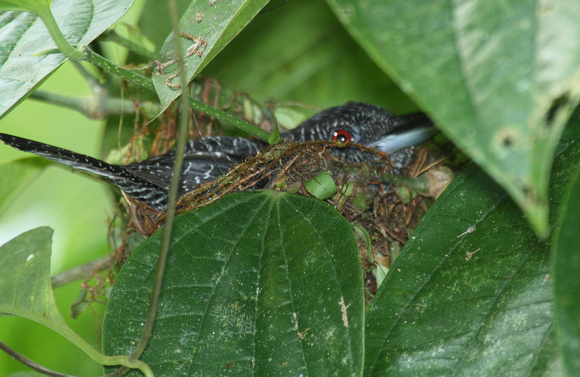 Fasciated Antshrike, male on nest, La Selva Reserve