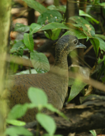 Great Tinamou, La Selva Reserve