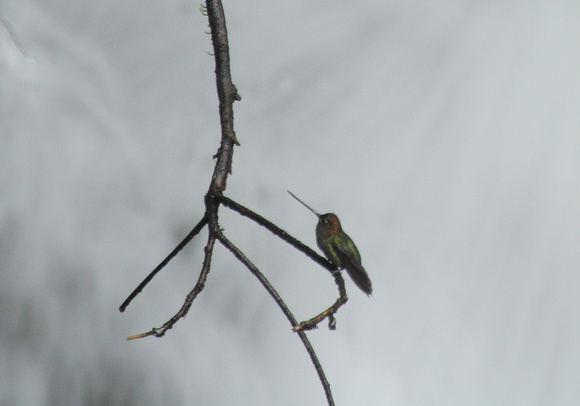 Green-fronted Lancebill, Arenal Volcano NP