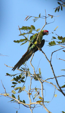 Great Green Macaw, La Selva Reserve