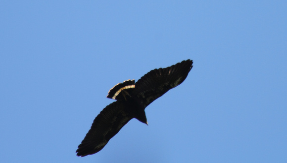 Mangrove/Common Black Hawk, Carara NP