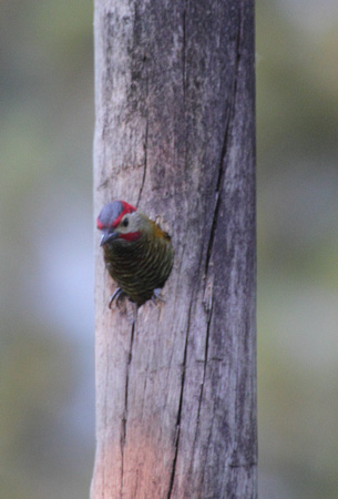 Golden-olive Woodpecker, Arenal Volcano NP