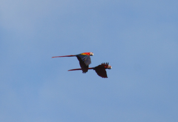 Scarlet Macaws flying, Carara NP