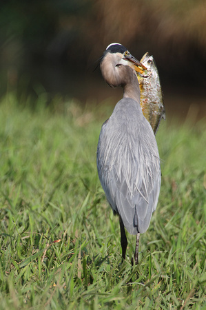 Great Blue Heron with its lunch, Carara NP