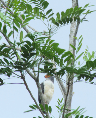 Semiplumbeous Hawk, La Selva Reserve