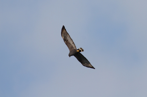 Zone-tailed Hawk, Carara NP