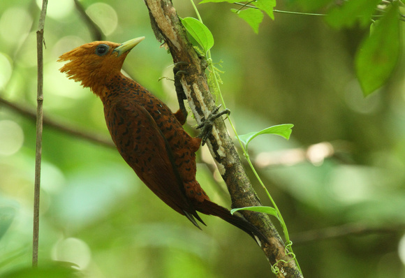 Cinnamon Woodpecker, La Selva Reserve