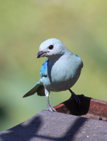 Blue-gray Tanager, Arenal Volcano NP