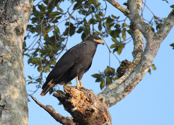 Mangrove/Common Black-Hawk, Carara NP