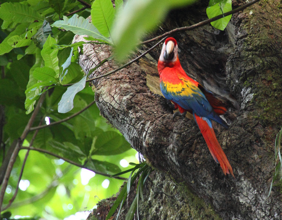 Scarlet Macaw, Carara NP