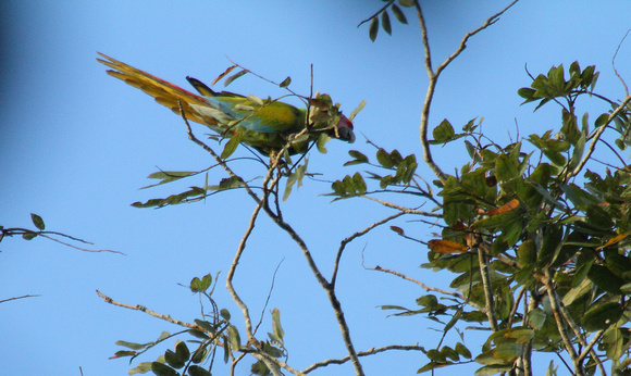 Great Green Macaw, La Selva Reserve