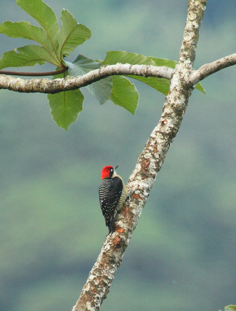 Black-cheeked woodpecker, Arenal Volcano NP
