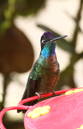 Magnificent Hummingbird, Mirador de Quetzales, Talamanca Cordillera
