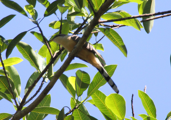 Mangrove Cuckoo, Carara NP