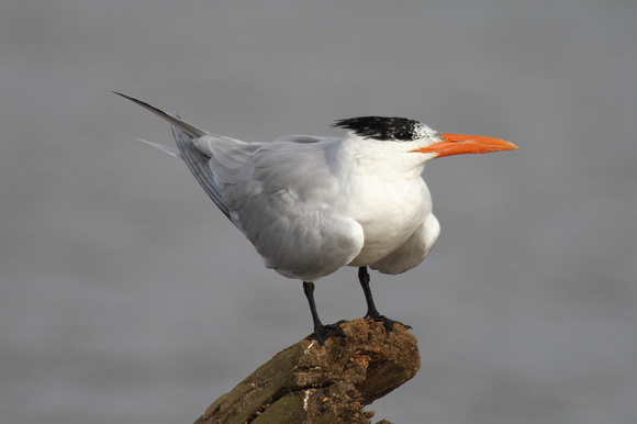 Royal Tern, Carara NP