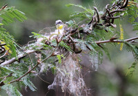 Social Flycatcher collecting seed silk for nest, Villa Lapas, Tarcoles