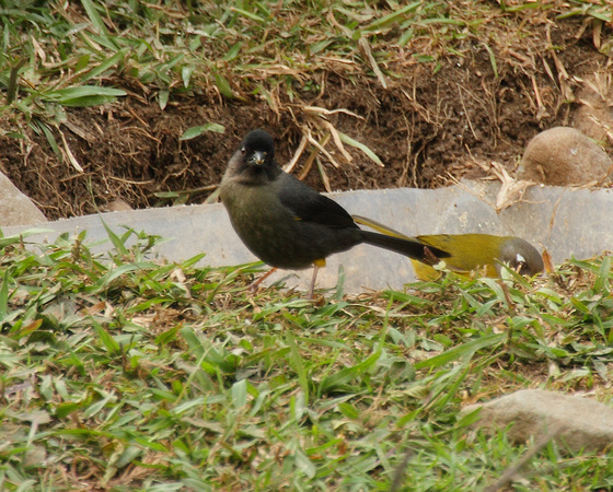Yellow-thighed Finch, Bosque de Paz