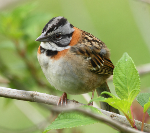 Rufous-collared Sparrow, Bosque de Paz