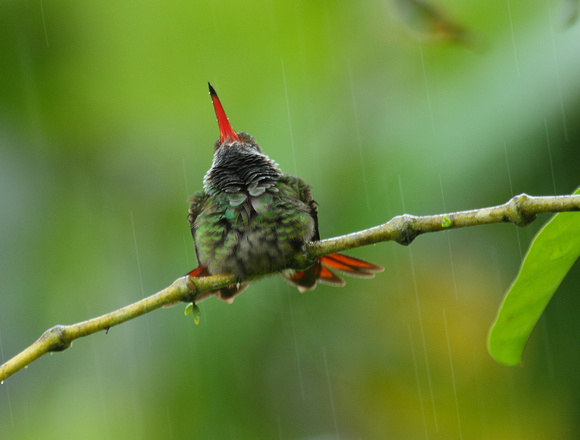 Rufous-tailed Hummingbird taking shower, La Selva Reserve