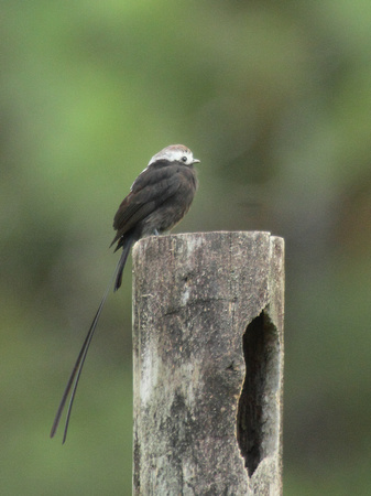 Long-tailed Tyrannulet, Arenal Volcano NP