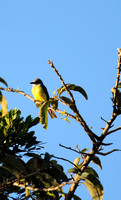 Tropical Kingbird, Hotel Bougainvillea San Jose
