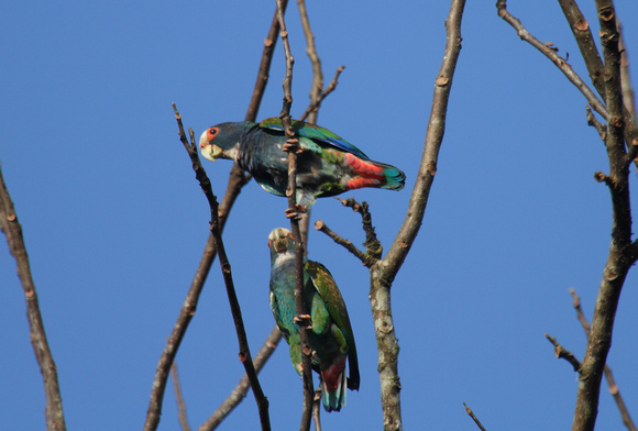 White-crowned Parrot, La Selva Reserve