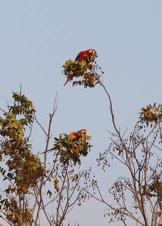 Scarlet Macaws feeding, Carara NP