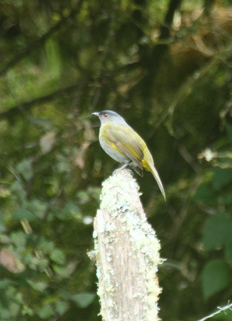 Black and Yellow Silky-flycatcher, Mirador de Quetzales, Talamanca Cordillera