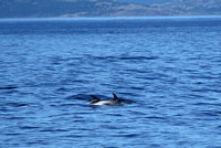 White-sided Dolphins, Labrador Sea