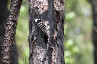 Red-cockaded Woodpecker, Francis Marion NF, Charleston