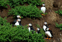 Puffins and Gannets and Whales Oh My!/ Newfoundland Wildlife