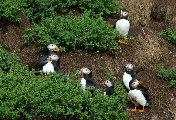 Atlantic Puffins at nest burrows, Witless Bay