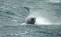 Breaching Humpback Whale #3, off Blanc Sablon, Quebec