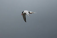 Common Tern, Red Bay, Labrador