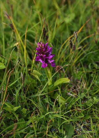 Orchid, Tormore