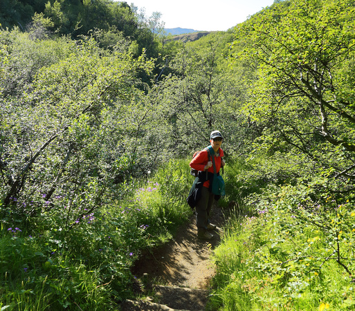 Julia on path through the birch forest